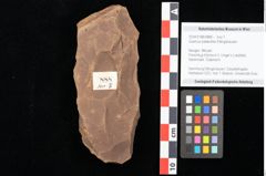 Foto (Objekt + Etikett) von Quercus palaeoilex Ettingshausen (NHMW-GEO-2024-0188-0888)